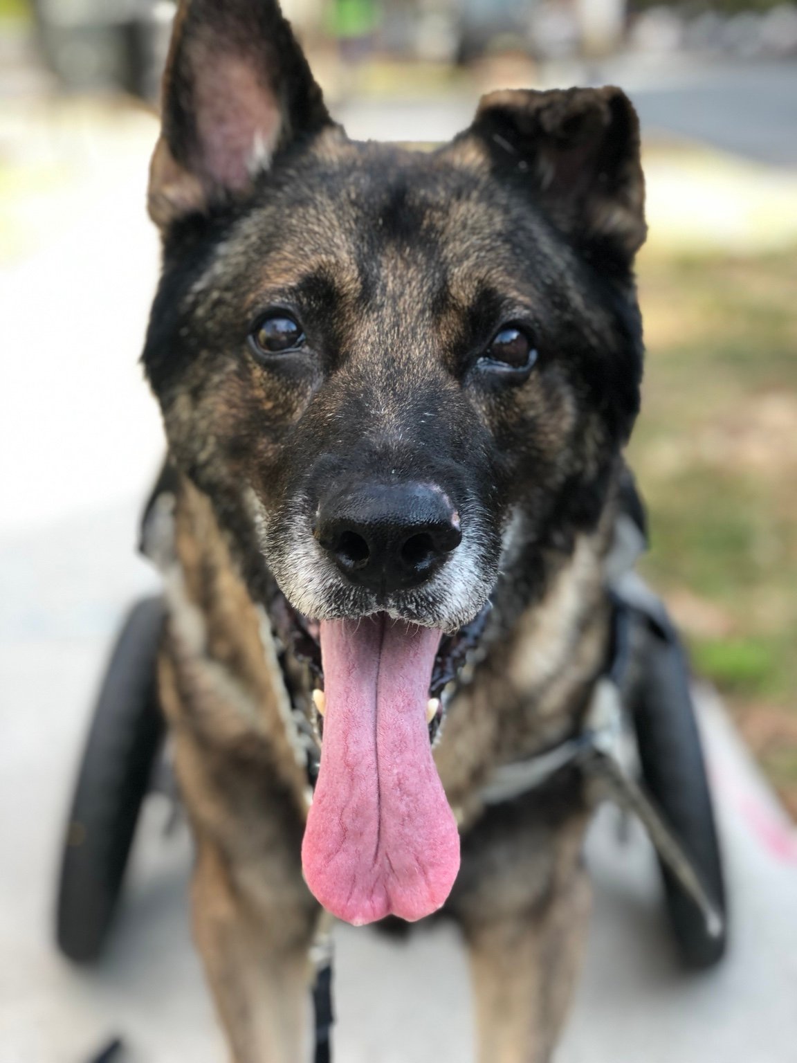 Close portrait of Dante in his wheelchair