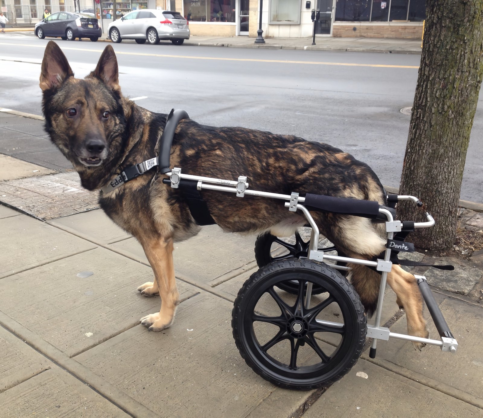 Dante in his wheelchair